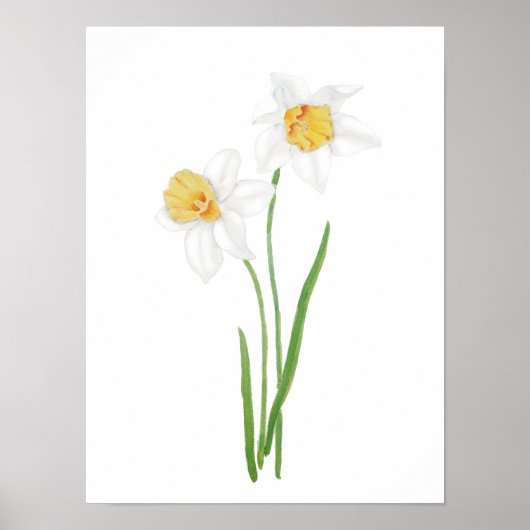 2 witte melkbloemen waterverf poster (Voorkant)