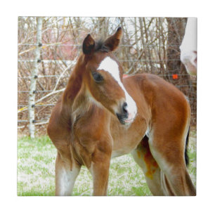 2CUTE HORSE FOAL BABY PONY TEGELTJE