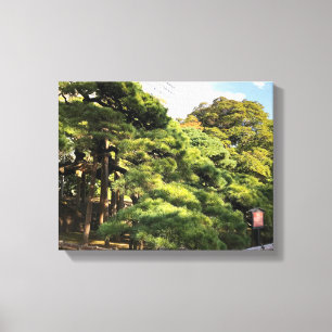 300 jaar oude dennenbomen canvas afdruk