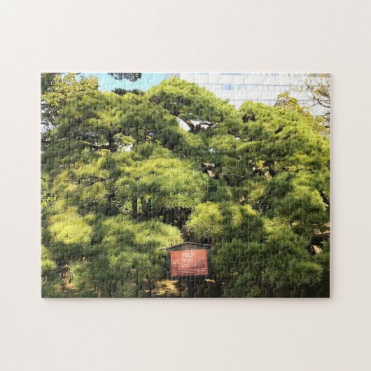 300 jaar oude dennenbomen legpuzzel (Horizontaal)