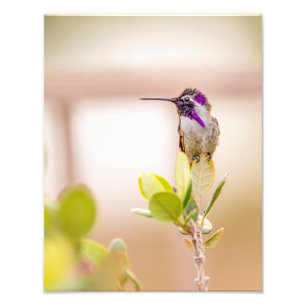 3037-Kolibrie Zittend op een blad Foto Afdruk