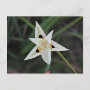 30 avril Carte postale Garden Flower