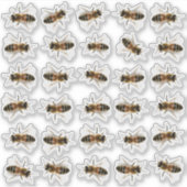 30 Levensgrote Stickers van honingbijen (Voorkant)