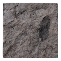 350 miljoen jaar Oude Planten Fossil Ontworpen