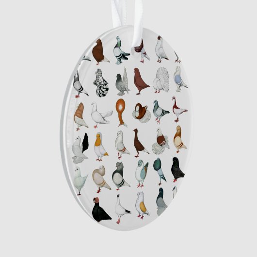 36 races de pigeon (devant)