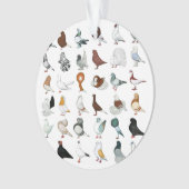 36 races de pigeon (devant)