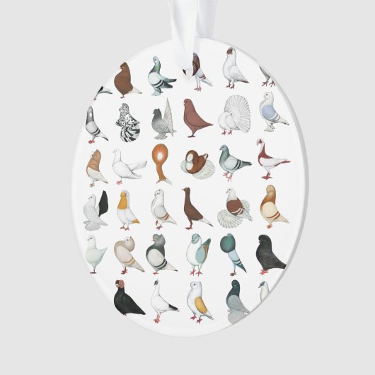 36 races de pigeon (devant)