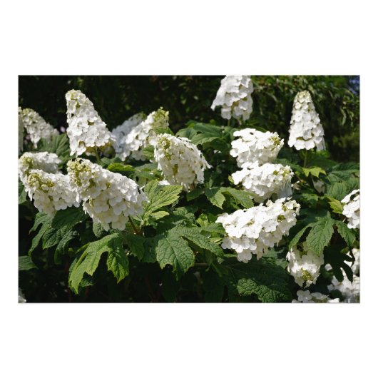 36 "x24" Oakleaf Hydrangea Foto Afdruk (Voorkant)