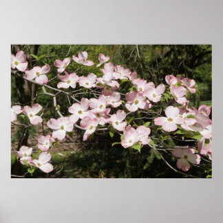 36"x24" Pink Dogwood Poster