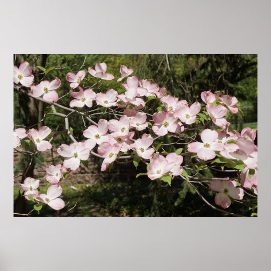 36"x24" Pink Dogwood Poster (Voorkant)