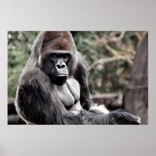 36 X 24 GORILLA PREMIUM CANVAS GLANS POSTER