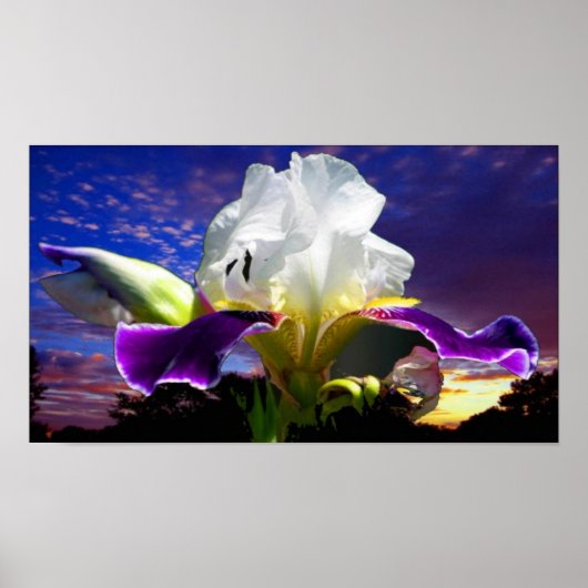 36 x 24 inch, Value Poster Paper (Matte) (Voorkant)