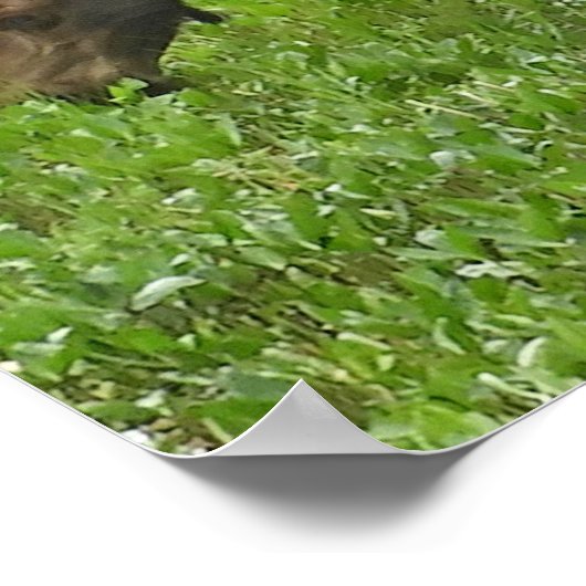 36x12 Poster Paper (Matte) d'orignal (Coin)