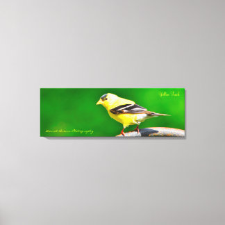 36x12x1.5 Wrapped Canvas Foto Yellow Finch