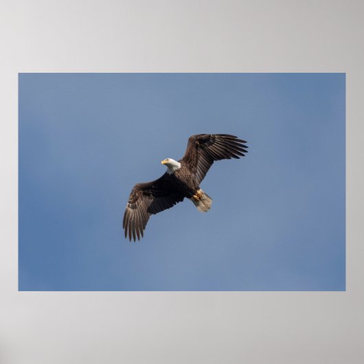 36x24 Bald Eagle in Flight Poster (Voorkant)