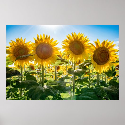 36x24 Poster voor wandelen (Voorkant)