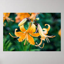 36x24 Poster voor wandelen