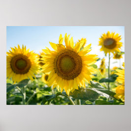 36x24 Poster voor wandelen