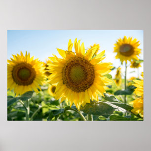 36x24 Poster voor wandelen