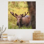 36x36 Poster Paper (Matte) d'orignal (Cuisine)