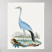 3 0f 6, Set van 6 18e eeuwse Audubon schilderijen Poster (Voorkant)