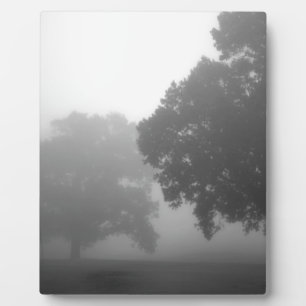 3 bomen fotoplaat