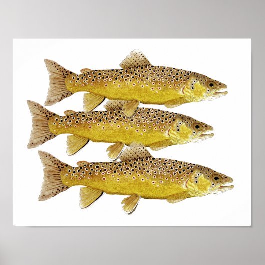 3 Bruine forel Poster (Voorkant)