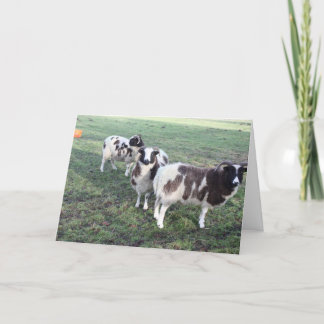 3 chèvres carte de voeux anniversaire
