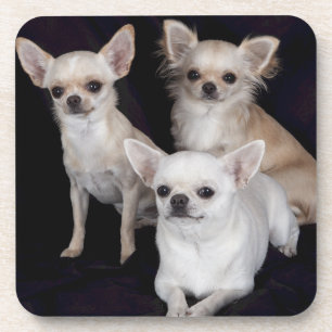 3 chihuahua onderzetter