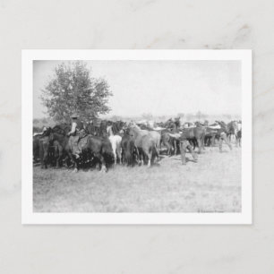 3 Cowboys Roping Horses PhotographySouth Dakota Briefkaart