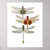 3 Dragonfly Art Poster (Voorkant)