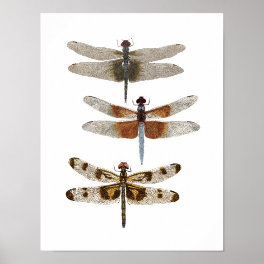 3 Dragonfly-soorten Poster (Voorkant)