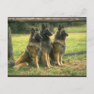 3-Duitse herders Briefkaart