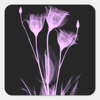 3 fleurs de rayons X étiquette de vin