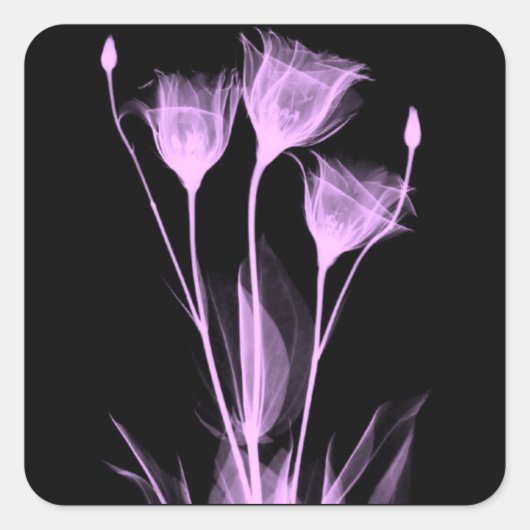 3 fleurs de rayons X étiquette de vin (Devant)