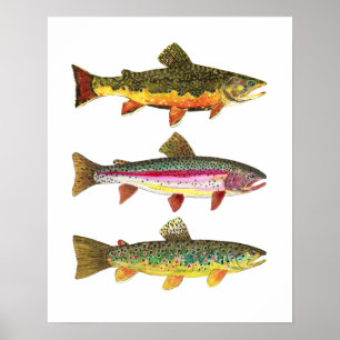 3 forel voor vissers en vissers poster