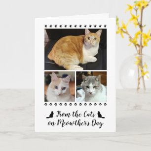 3 Fotoscript van Cat Dog Pet 5x7 Moederdag Kaart