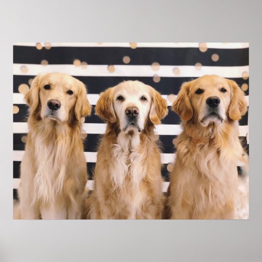 3 Golden Retrievers Poster (Voorkant)