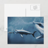 3 Grote witte haaien (Carcharodon carcharias) Briefkaart (Voorkant / Achterkant)