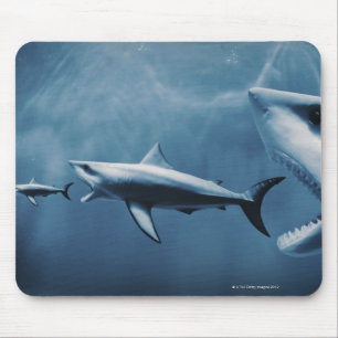 3 Grote witte haaien (Carcharodon carcharias) Muismat