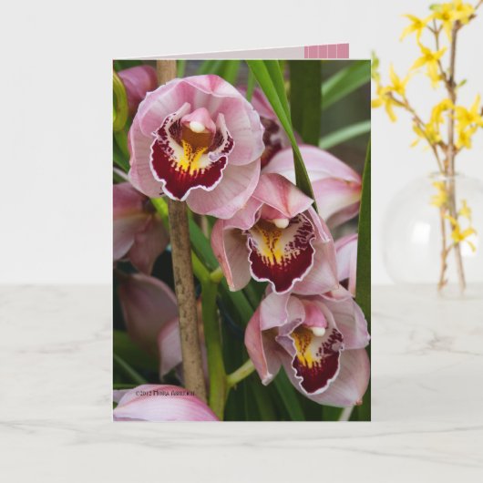 3 het roze Bloeien van Dames Kaart (Gele Bloem)