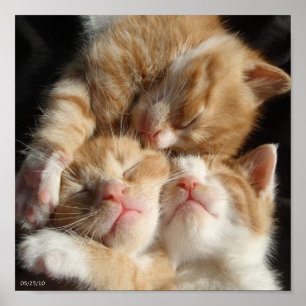 3 Kittens afdrukken Poster