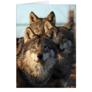 3 loups