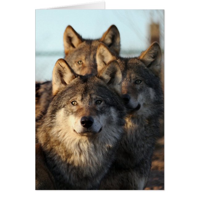 3 loups (Devant)