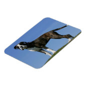 3 maanden oude BOXER Puppy Magneet (Linkerzijde)