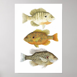 3 Onderzoek naar de Waterverf van zonnevis Poster