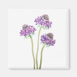 3 paarse scabiosa scoop bloemen waterverf magneet