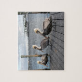 3 Pelicans in a row Legpuzzel (Verticaal)