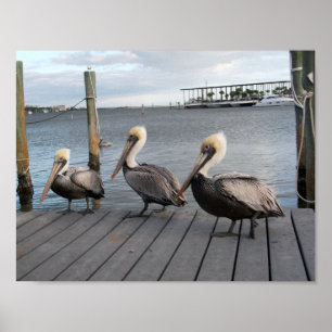 3 pelikanen in een rij poster