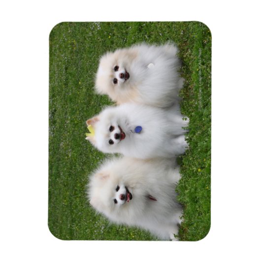 3 Pommeren Zitten Magneet (Verticaal)